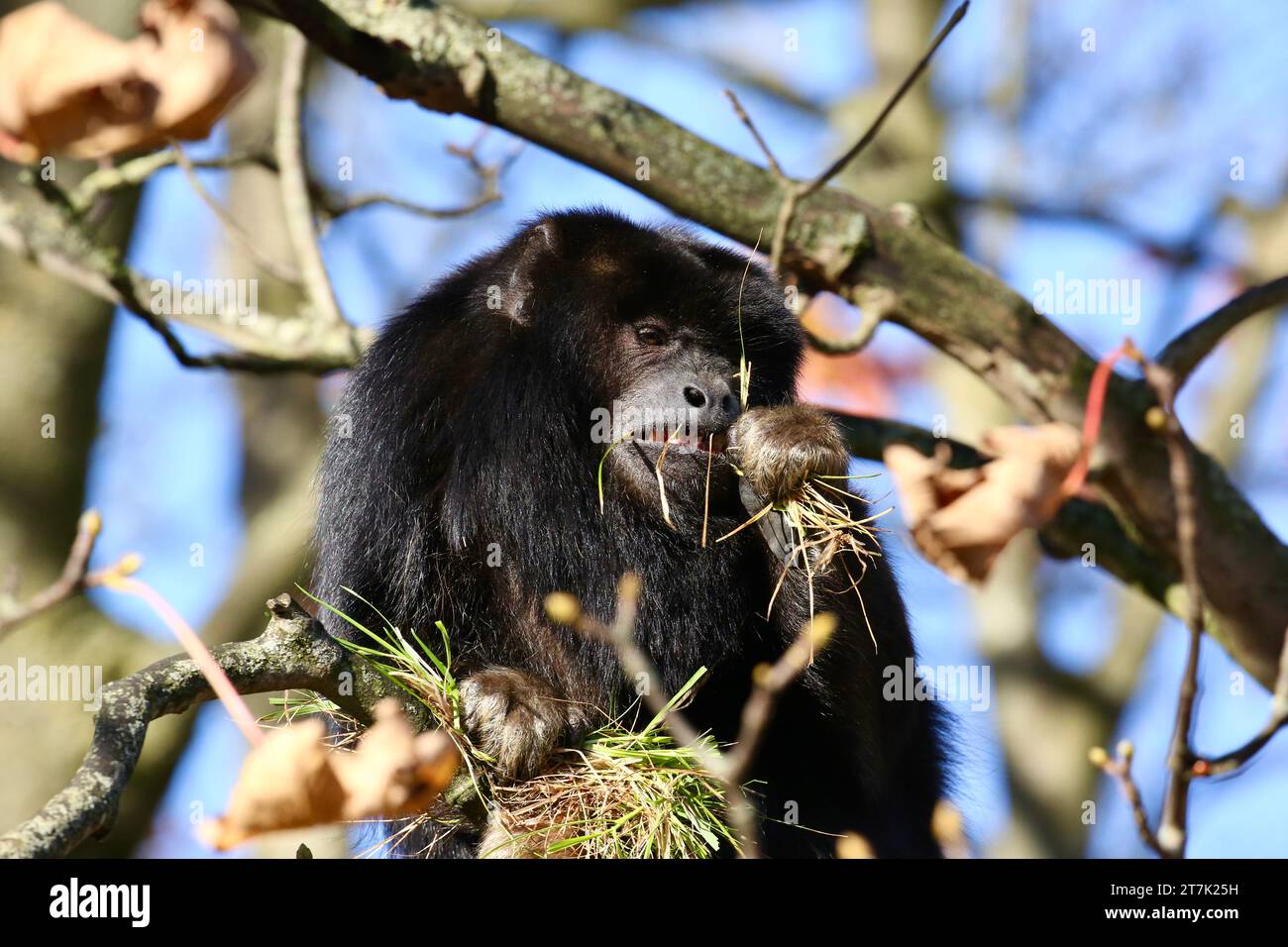 Black Howler Monkey Stock Photo