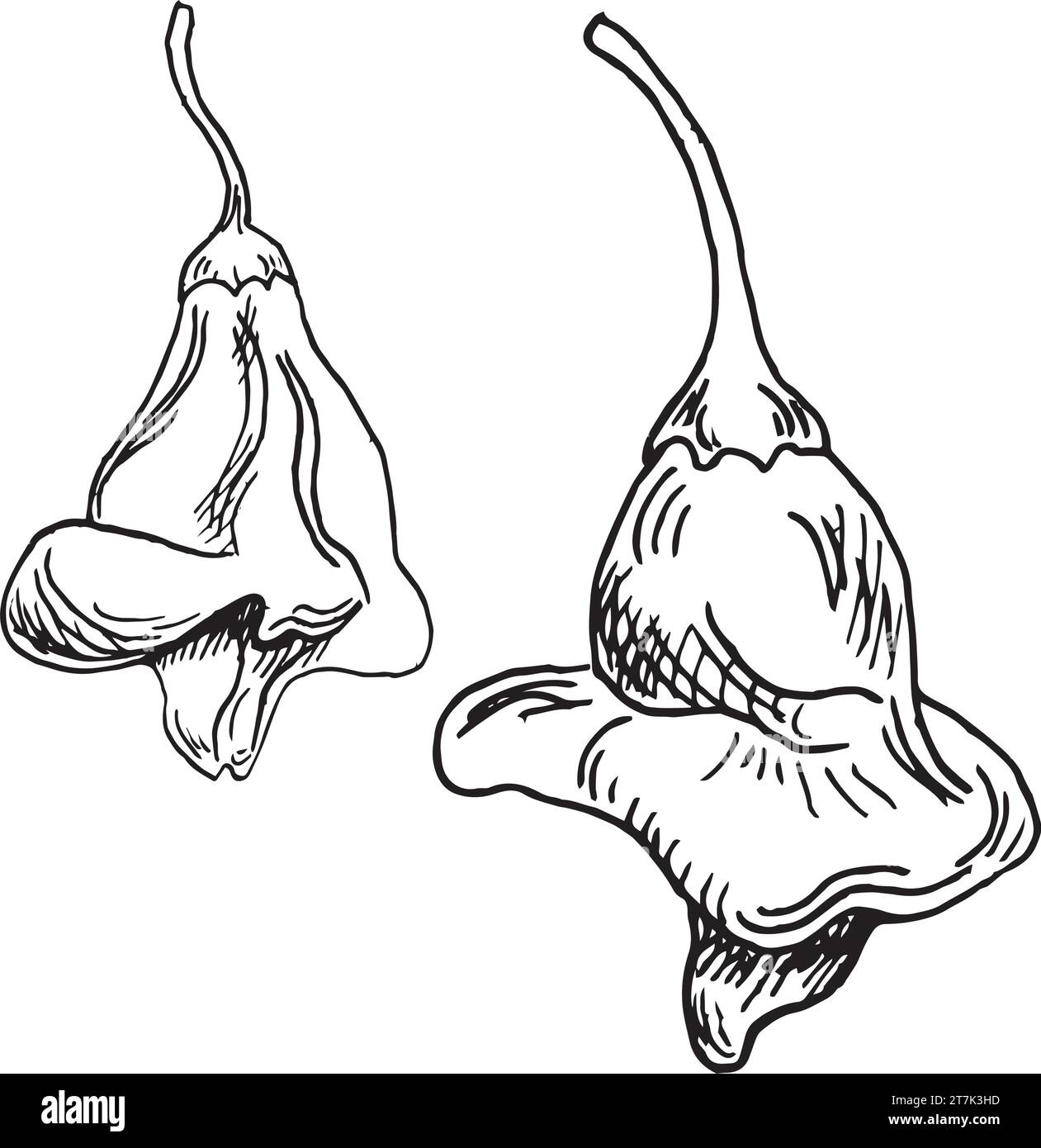 Cayenne crown pepper vector illustration isolated on white background