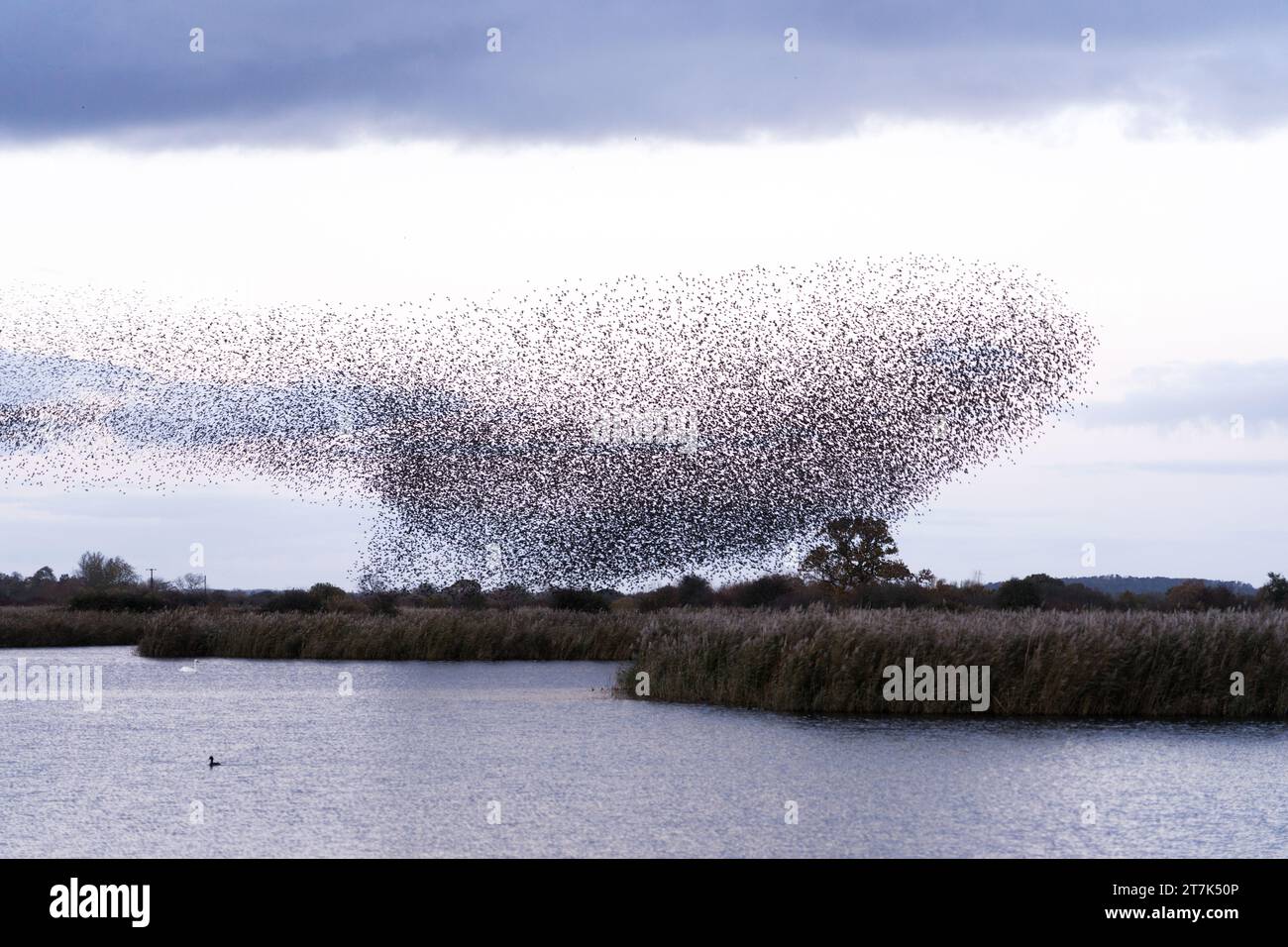 Starling Murmuration over reed beds on Otmoor UK Stock Photo
