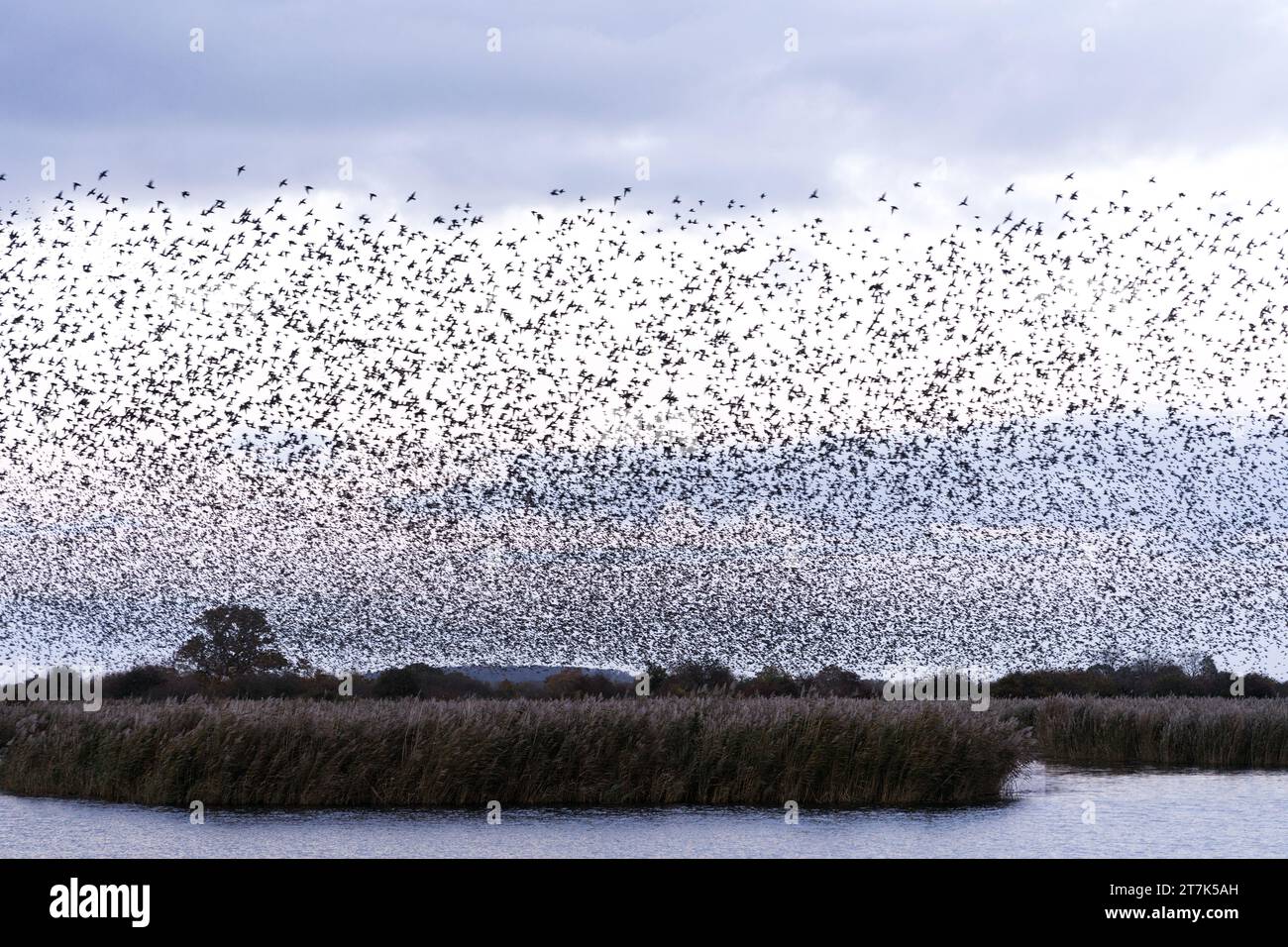 Starling Murmuration over reed beds on Otmoor UK Stock Photo