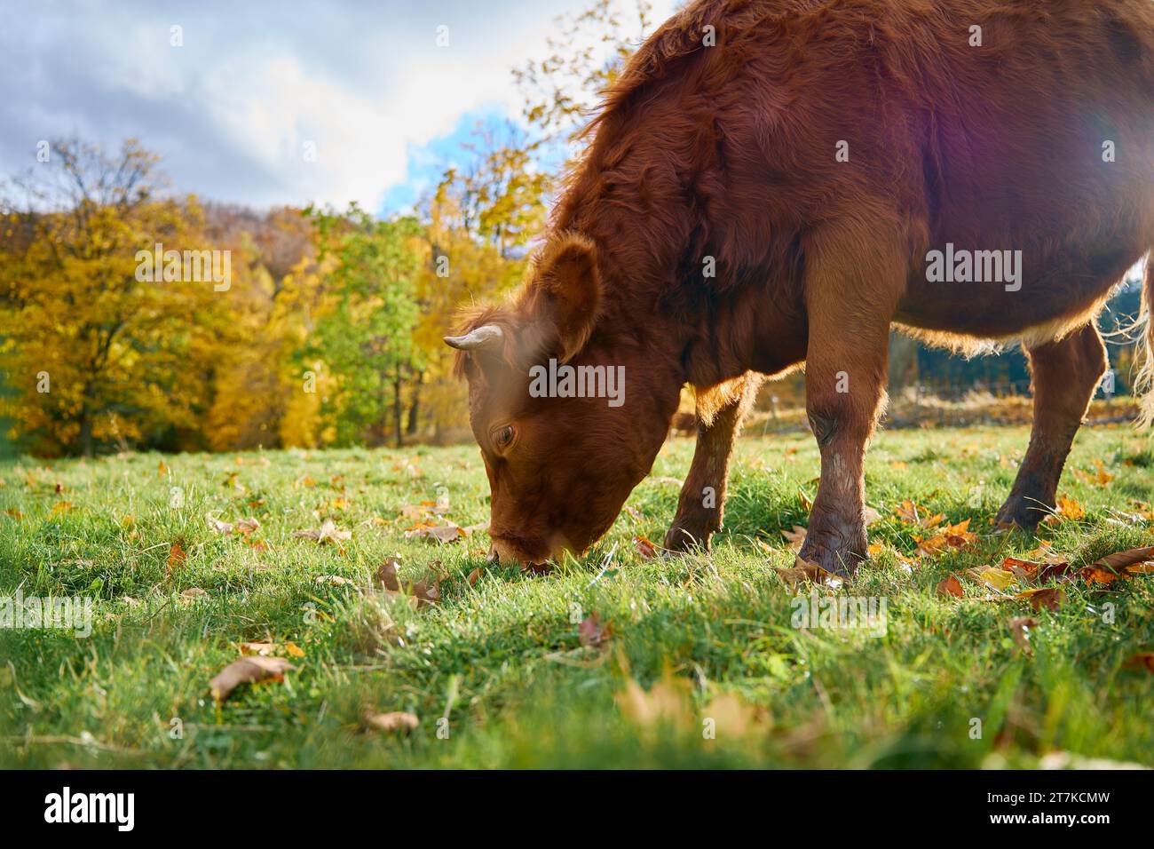 Brown cow grazing on field. Jersey cow eating green grass on pasture. Cattle breeding. Milk production on home farm Stock Photo