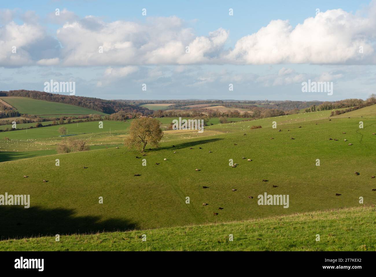 Rolling hills in the English countryside with cows and sheep grazing ...