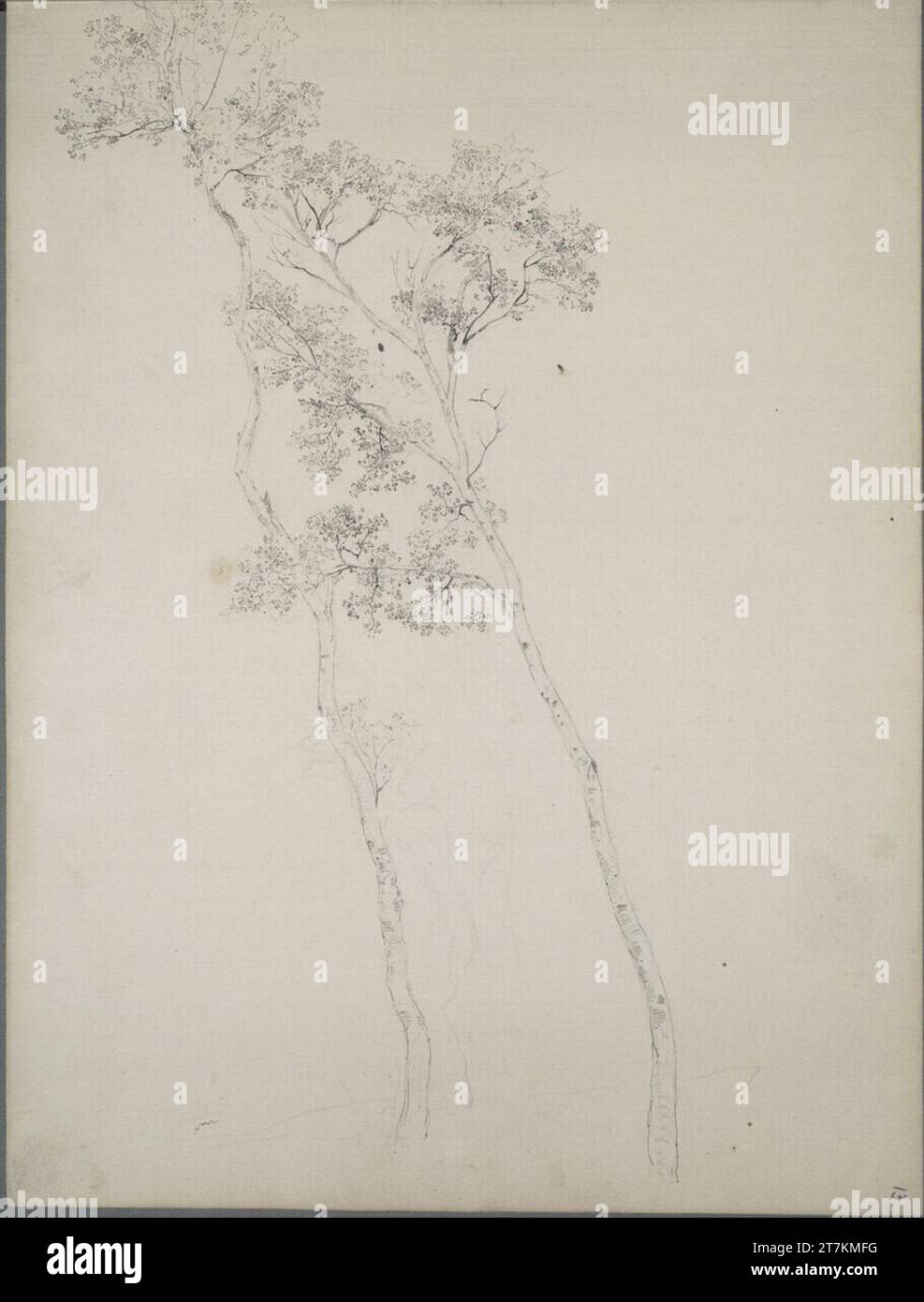 Ludwig Rösch Birch studies. Feder in black; Pencil around 1889 Stock ...