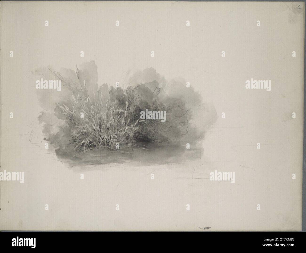 Ludwig Rösch Floor piece with detailed plant studies. Feder in black ...