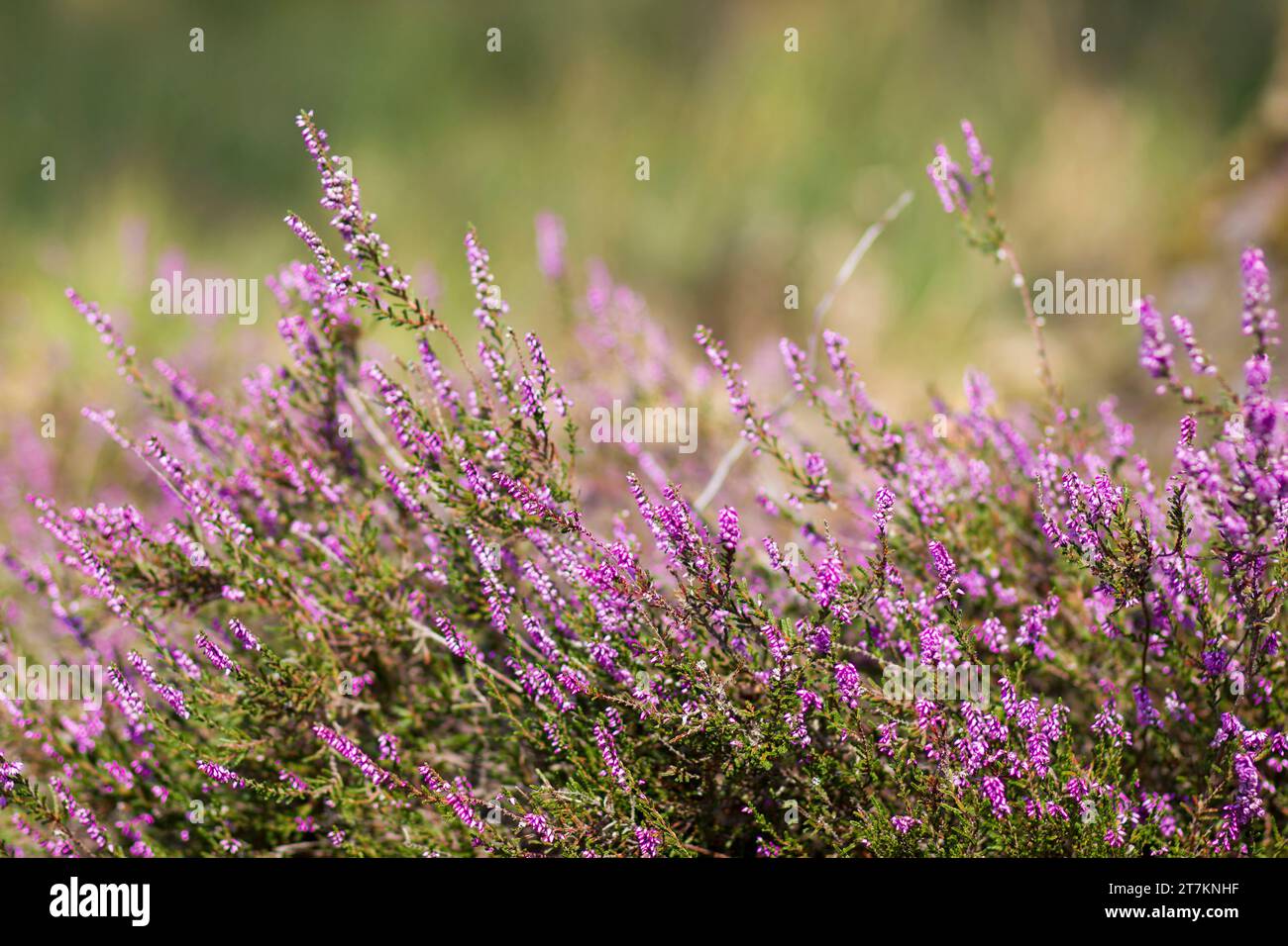 Blooming heather in National Park Maasduinen in the Netherlands Stock Photo