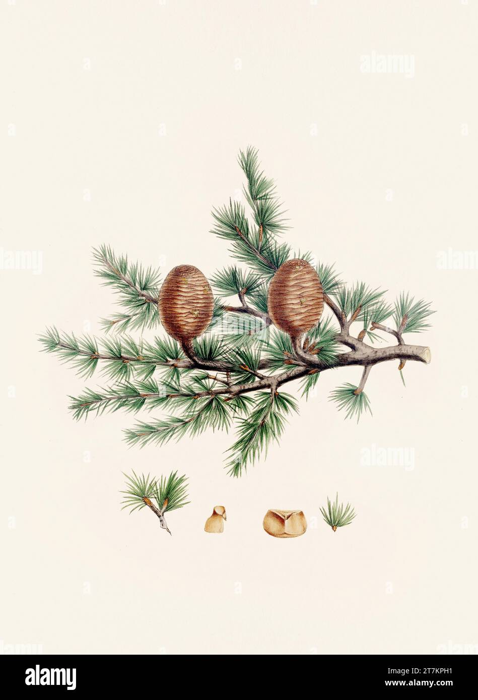 Vintage botanical depiction of pinecone fruits. Plate sourced from a 19thcentury botanical book