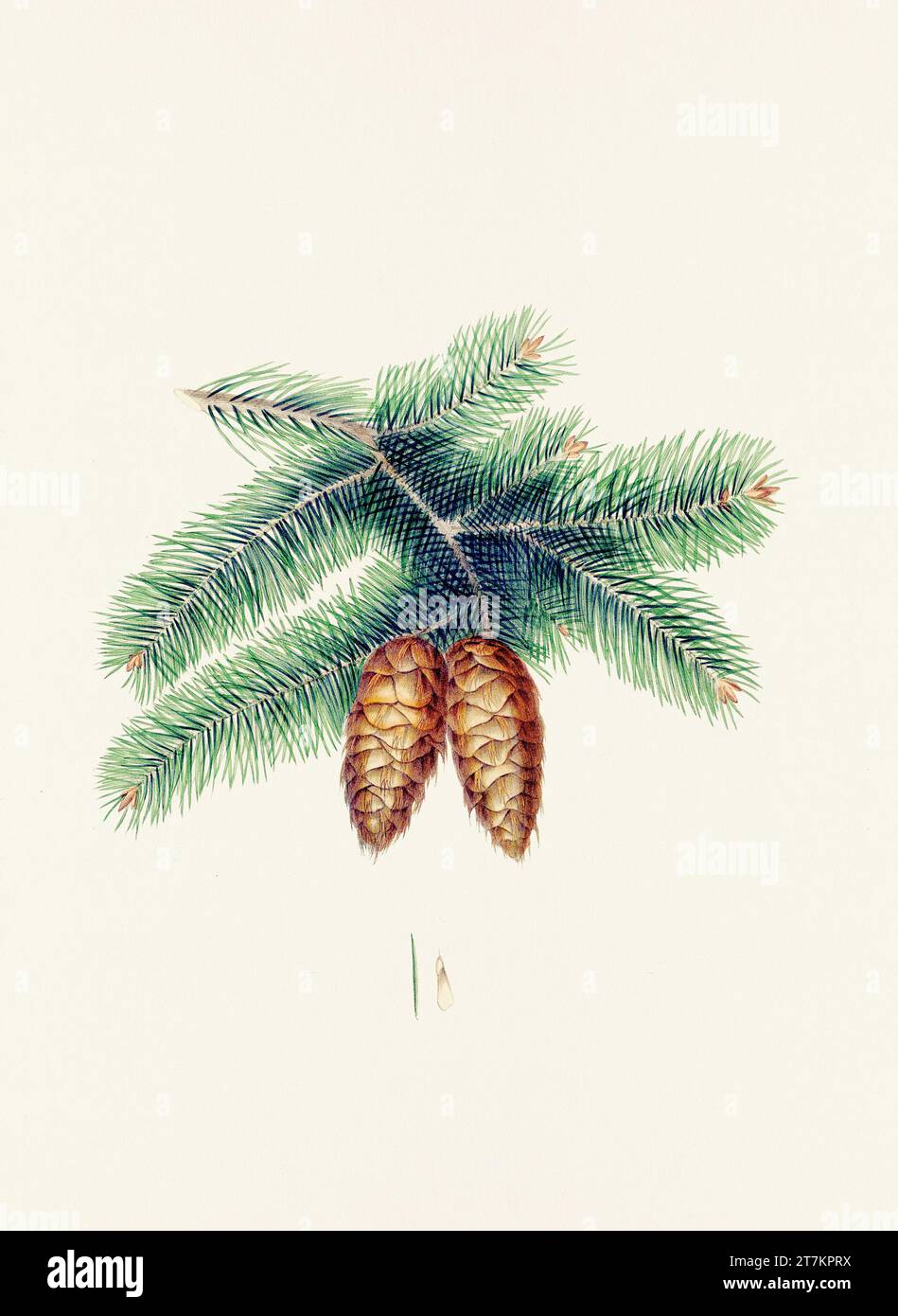 Vintage botanical depiction of pinecone fruits. Plate sourced from a 19th-century botanical book Stock Photo