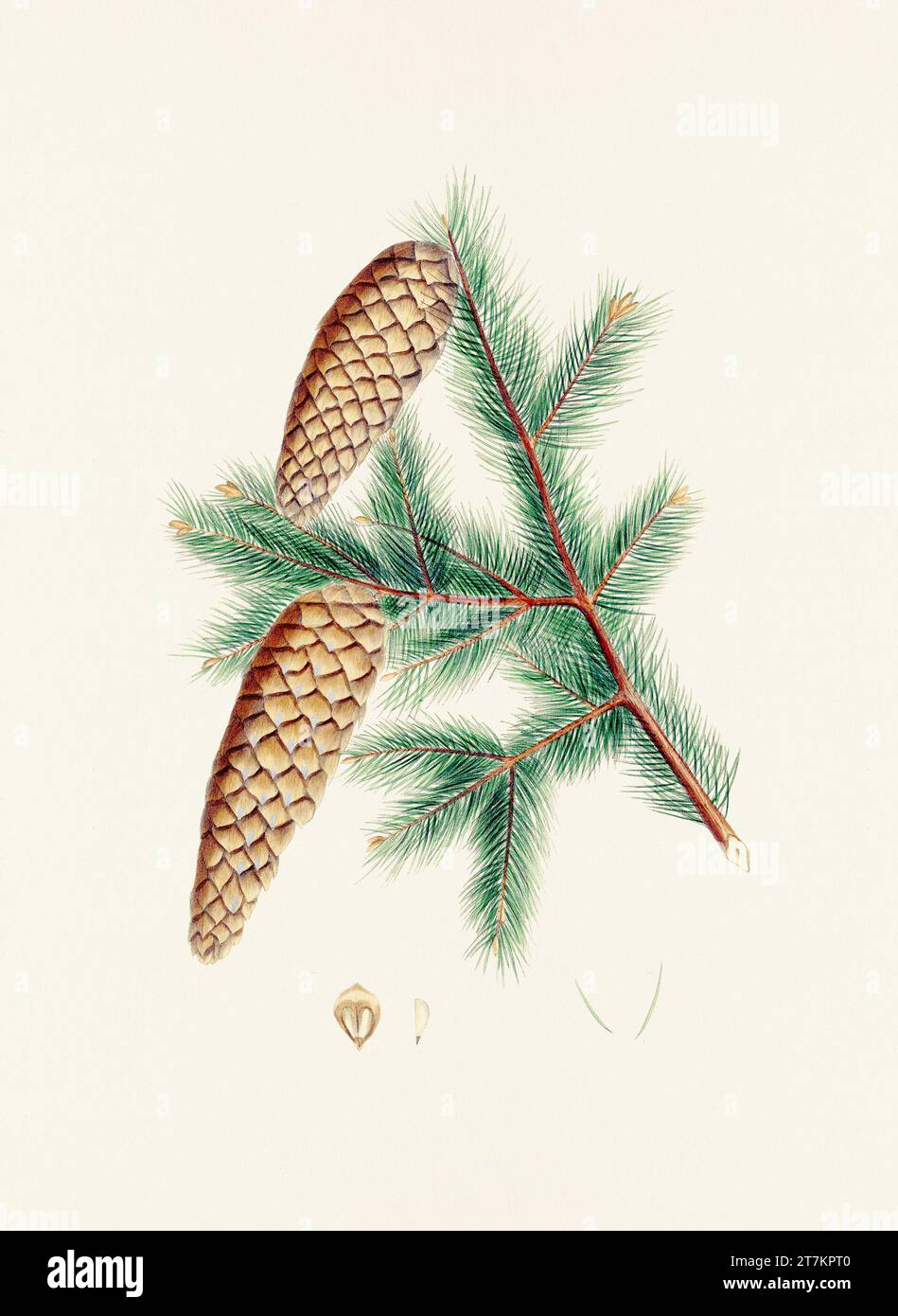 Vintage botanical depiction of pinecone fruits. Plate sourced from a 19thcentury botanical book