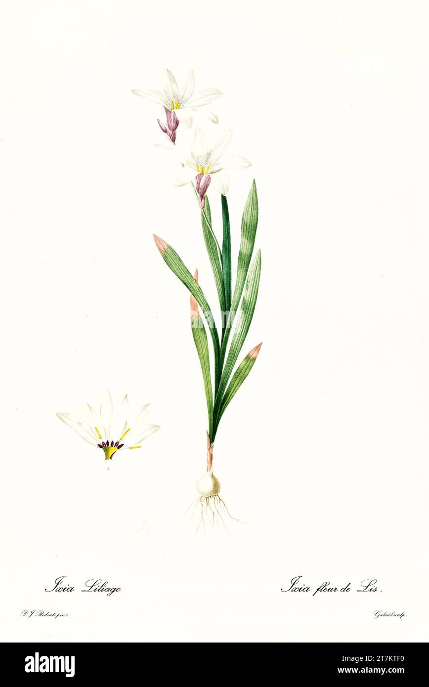 Old illustration of  Large Harlequin Flower (Sparaxis grandiflora). Les Liliacées, By P. J. Redouté. Impr. Didot Jeune, Paris, 1805 - 1816 Stock Photo