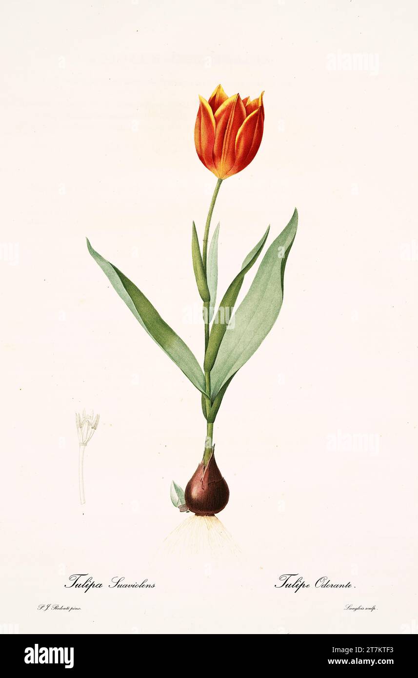 Old illustration of  tulipa suaveolens. Les Liliacées, By P. J. Redouté. Impr. Didot Jeune, Paris, 1805 - 1816 Stock Photo