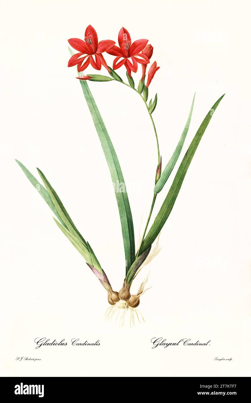 Old illustration of  New Year Lily (Gladiolus cardinalis). Les Liliacées, By P. J. Redouté. Impr. Didot Jeune, Paris, 1805 - 1816 Stock Photo