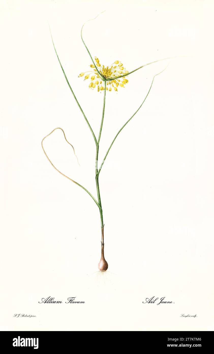 Old illustration of  Small Yellow Onion (Allium flavum). Les Liliacées, By P. J. Redouté. Impr. Didot Jeune, Paris, 1805 - 1816 Stock Photo