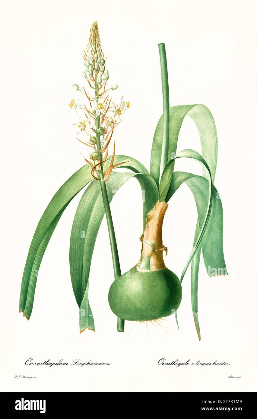 Old illustration of  Sea Onion (Albuca bracteata). Les Liliacées, By P. J. Redouté. Impr. Didot Jeune, Paris, 1805 - 1816 Stock Photo