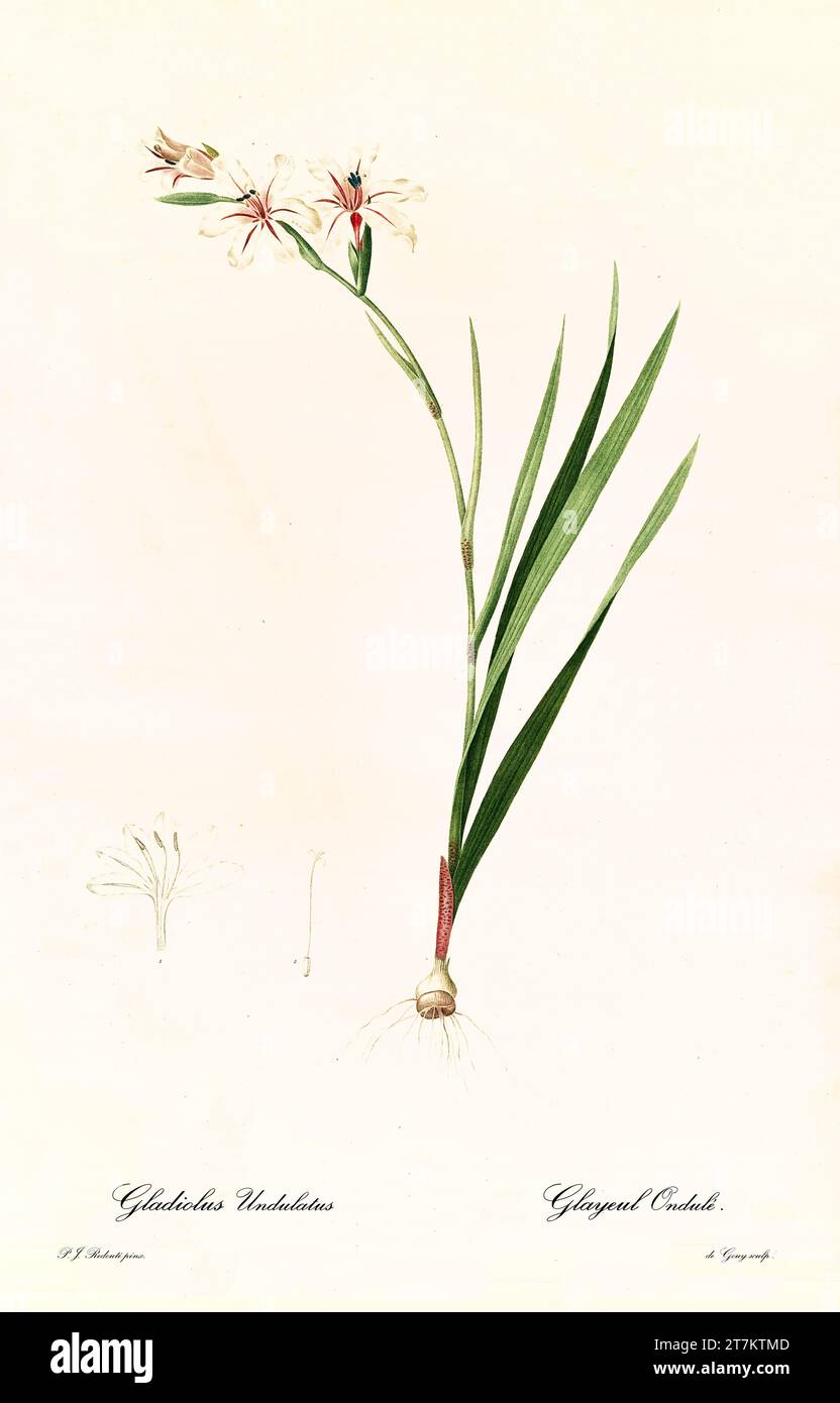 Old illustration of  Wavy Gladiolus (Gladiolus undulatus). Les Liliacées, By P. J. Redouté. Impr. Didot Jeune, Paris, 1805 - 1816 Stock Photo