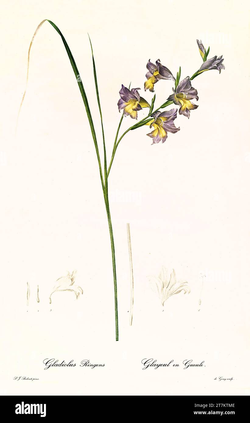Old illustration of  Gladiolus carinatus. Les Liliacées, By P. J. Redouté. Impr. Didot Jeune, Paris, 1805 - 1816 Stock Photo