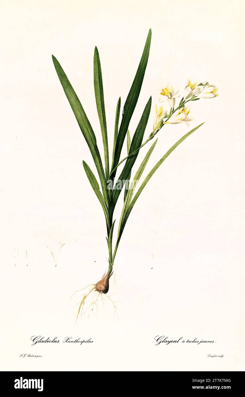 Old illustration of  Freesia caryophyllacea. Les Liliacées, By P. J. Redouté. Impr. Didot Jeune, Paris, 1805 - 1816 Stock Photo