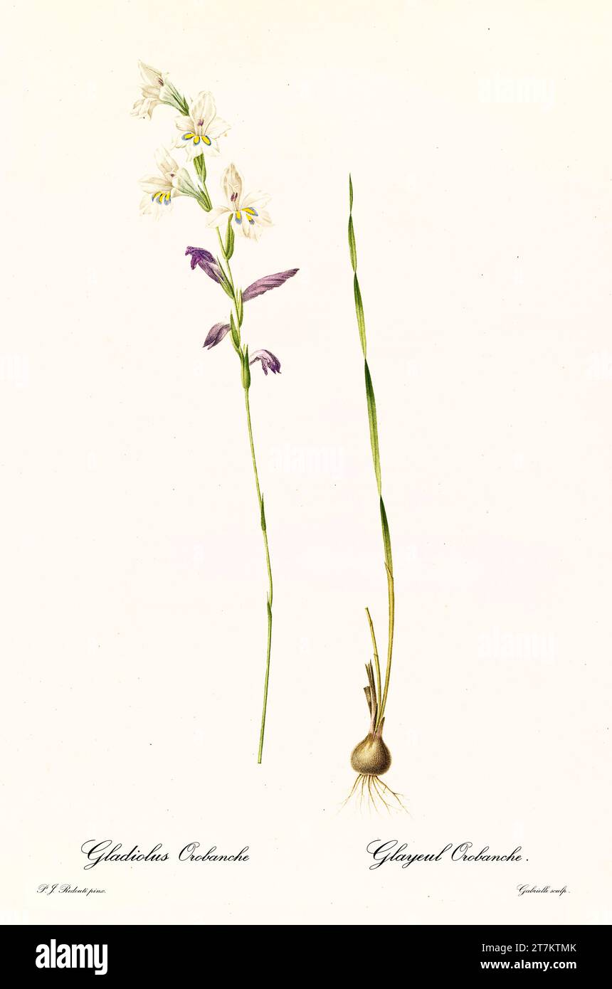 Old illustration of  Herfspypie (Gladiolus brevifolius). Les Liliacées, By P. J. Redouté. Impr. Didot Jeune, Paris, 1805 - 1816 Stock Photo