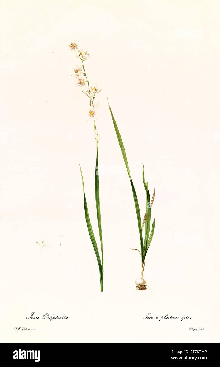 Old illustration of  White-and-yellow-flower Cornlily (Ixia polystachya). Les Liliacées, By P. J. Redouté. Impr. Didot Jeune, Paris, 1805 - 1816 Stock Photo