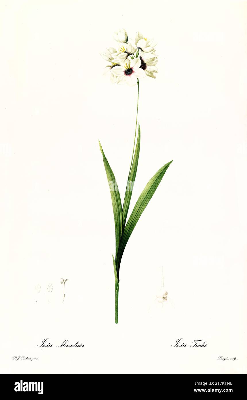 Old illustration of  Spotted African Corn Lily (Ixia maculata). Les Liliacées, By P. J. Redouté. Impr. Didot Jeune, Paris, 1805 - 1816 Stock Photo