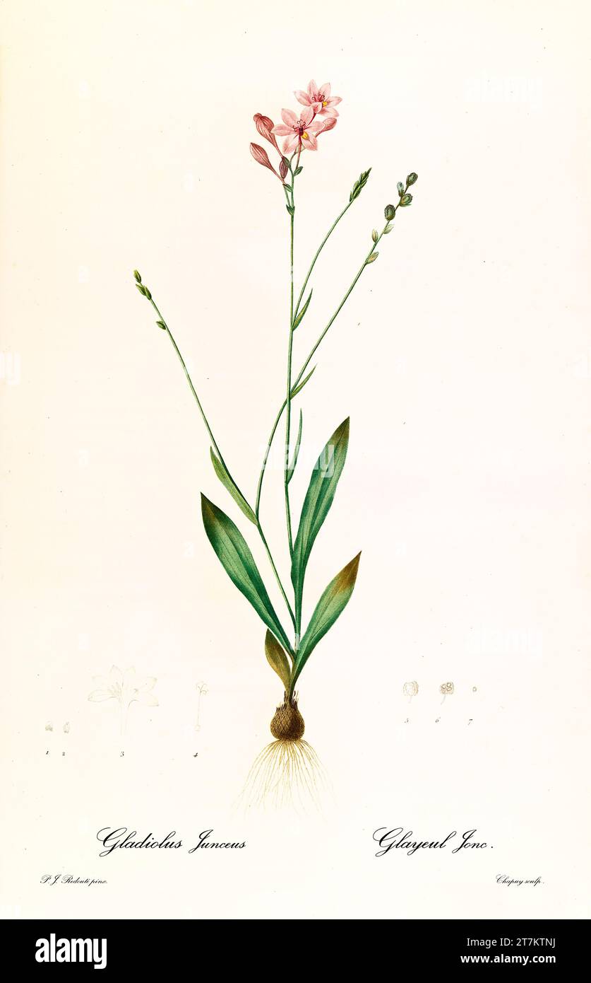 Old illustration of  Syblom (Geissorhiza aspera). Les Liliacées, By P. J. Redouté. Impr. Didot Jeune, Paris, 1805 - 1816 Stock Photo