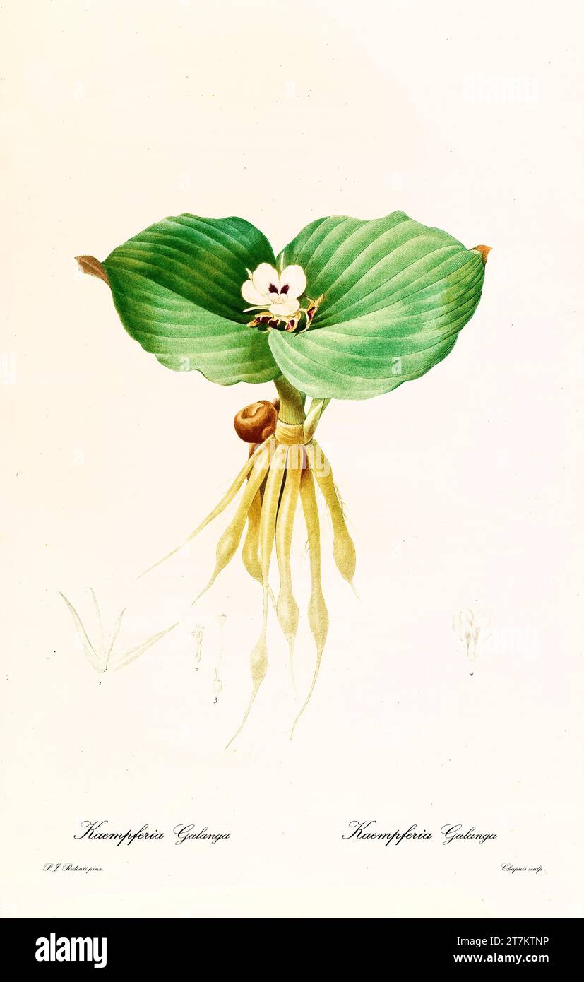 Old illustration of Kencur (Kaempferia galanga). Les Liliacées, By P. J. Redouté. Impr. Didot Jeune, Paris, 1805 - 1816 Stock Photo