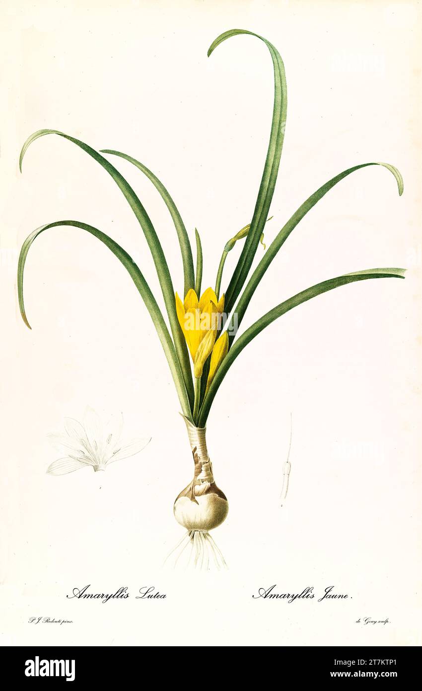 Old illustration of Winter Daffodil (Sternbergia lutea). Les Liliacées, By P. J. Redouté. Impr. Didot Jeune, Paris, 1805 - 1816 Stock Photo