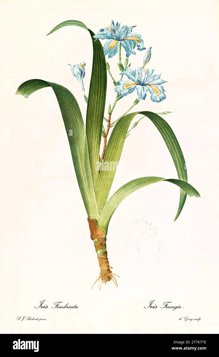 Old illustration of  Fringed Iris (Irtis japonica). Les Liliacées, By P. J. Redouté. Impr. Didot Jeune, Paris, 1805 - 1816 Stock Photo