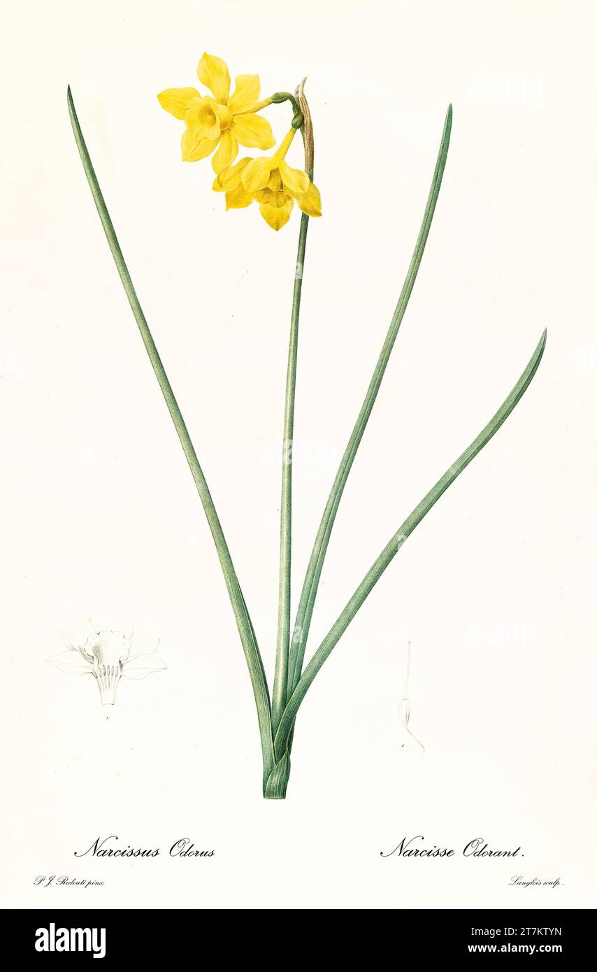 Old illustration of  Narcissus odorus. Les Liliacées, By P. J. Redouté. Impr. Didot Jeune, Paris, 1805 - 1816 Stock Photo