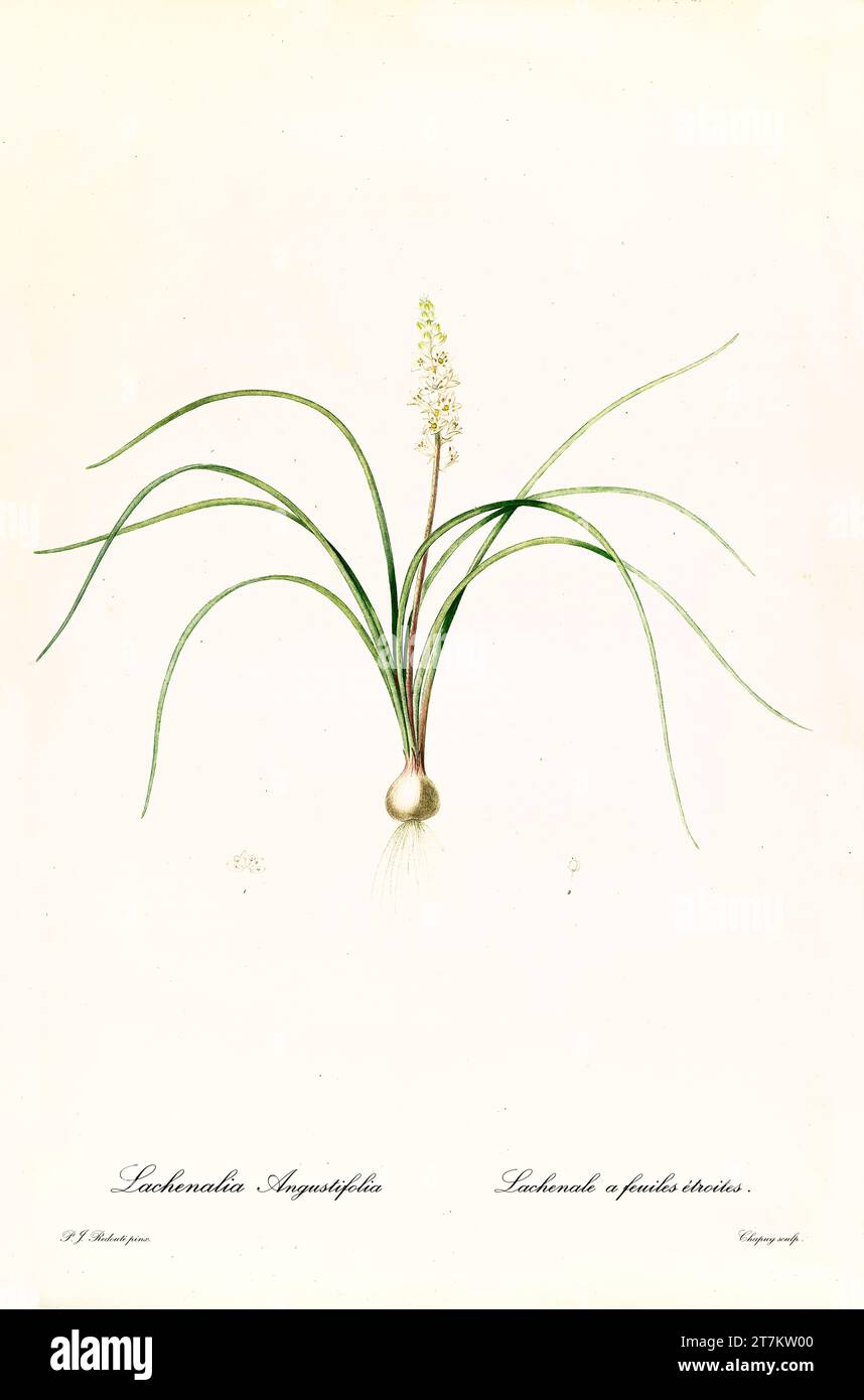 Old illustration of  Wild Hyacinth (Lachenalia contaminata). Les Liliacées, By P. J. Redouté. Impr. Didot Jeune, Paris, 1805 - 1816 Stock Photo