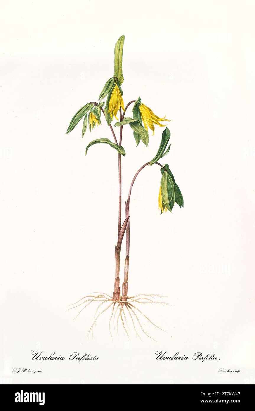 Old illustration of  Perfoliate Bellwort (Uvularia perfoliata). Les Liliacées, By P. J. Redouté. Impr. Didot Jeune, Paris, 1805 - 1816 Stock Photo
