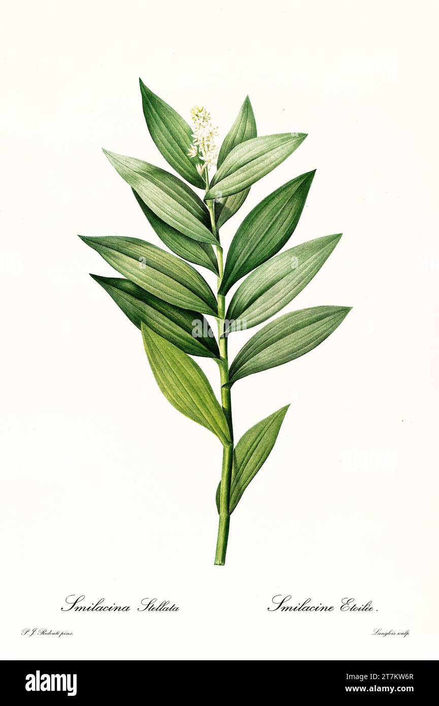 Old illustration of  Starry (Maianthemum stellatum). Les Liliacées, By P. J. Redouté. Impr. Didot Jeune, Paris, 1805 - 1816 Stock Photo