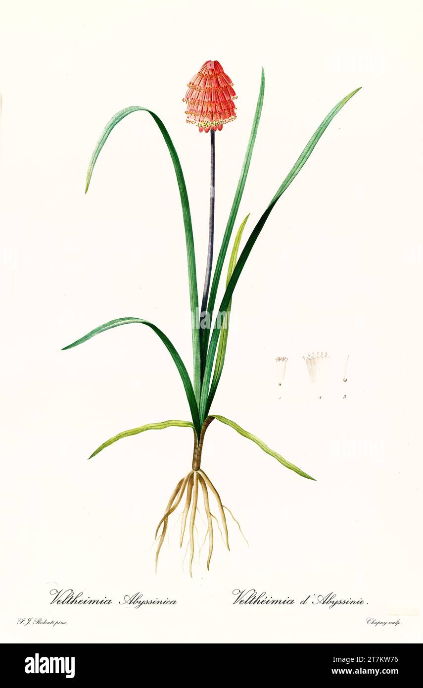 Old illustration of  Torch Lily (Kniphofia pumila). Les Liliacées, By P. J. Redouté. Impr. Didot Jeune, Paris, 1805 - 1816 Stock Photo