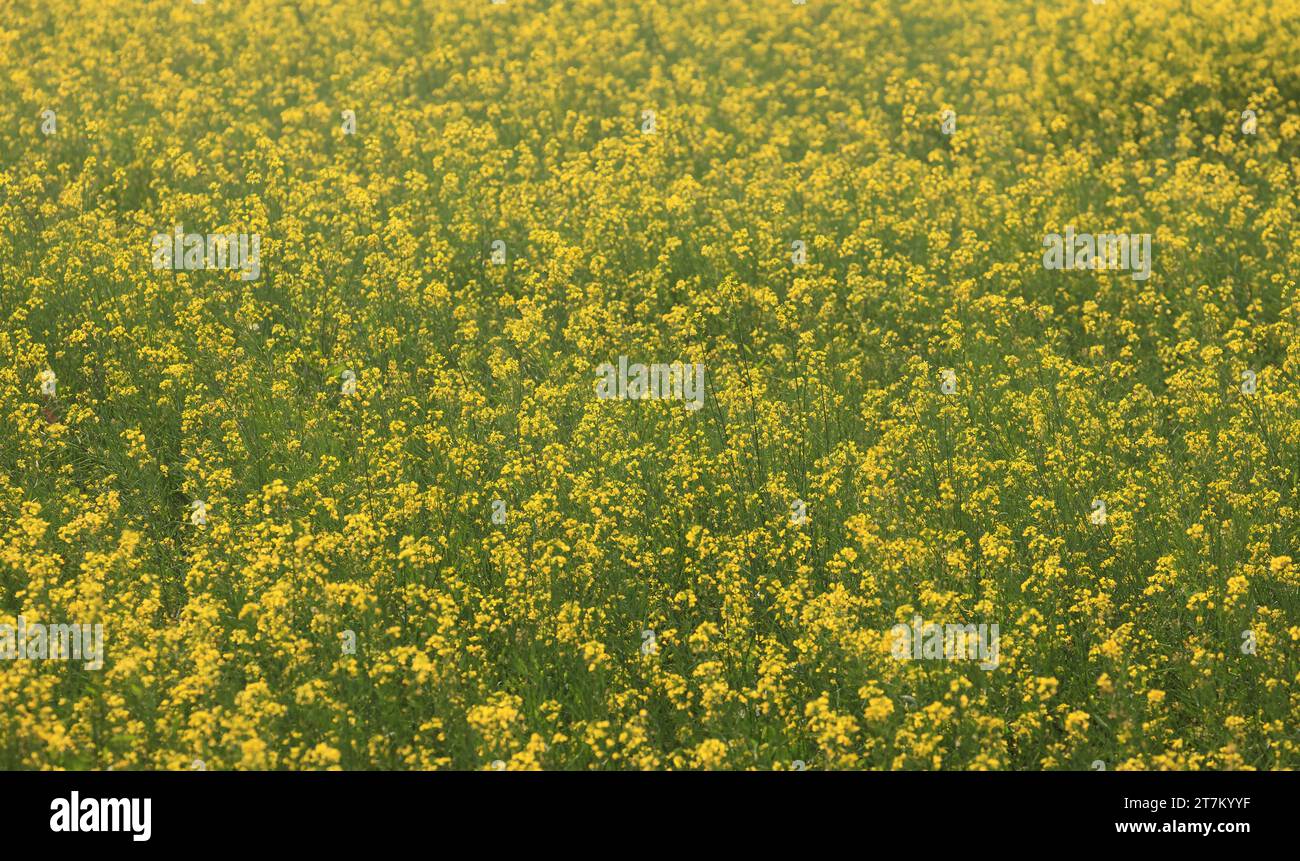 Mustard field in bangladesh.this photo was taken from khulna,Bangladesh. Stock Photo