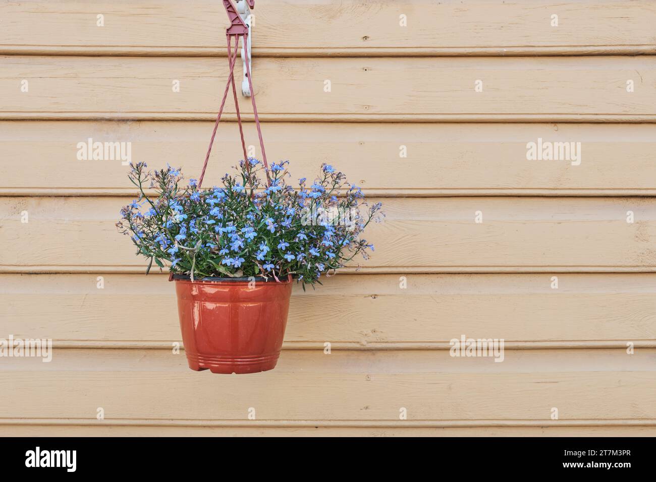 Ampel plant hi-res stock photography and images - Alamy