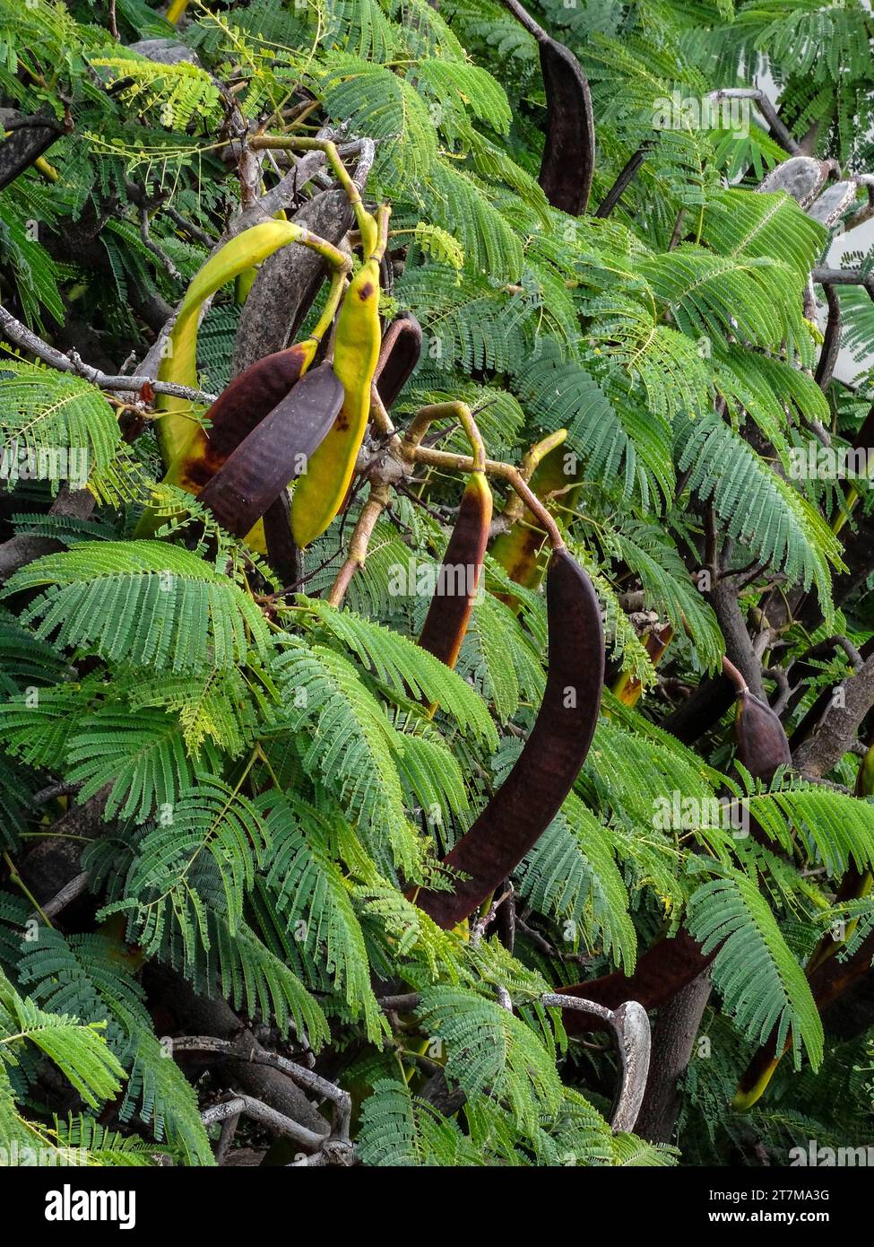 Carob Tree with pods and foliage. Natural intimate useful ornamental