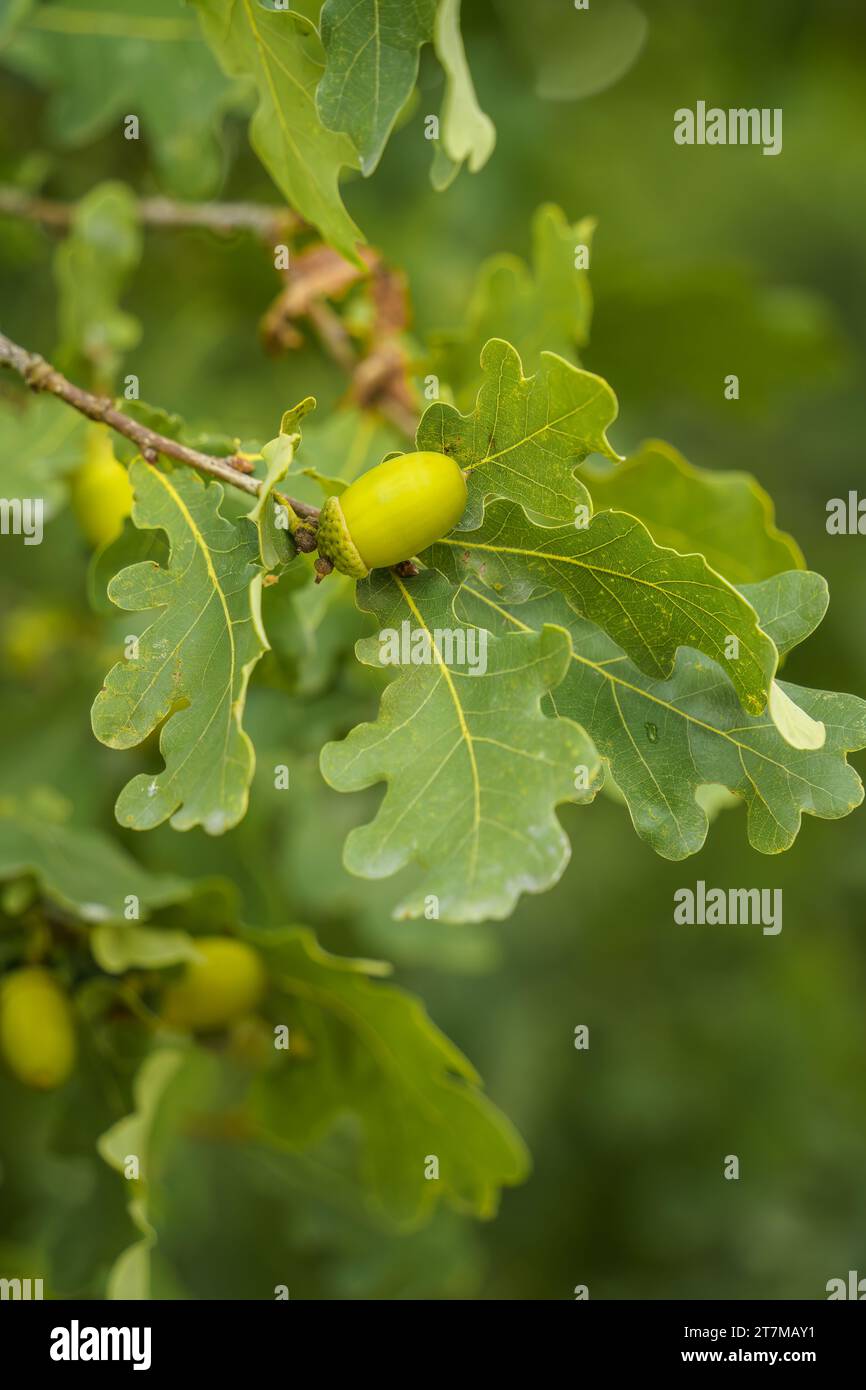 Acorn oak tree hi-res stock photography and images - Alamy