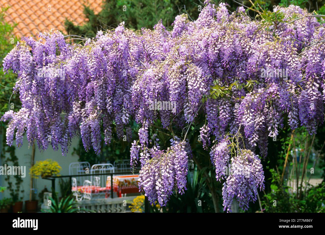 Wisteria plant hi-res stock photography and images - Page 3 - Alamy