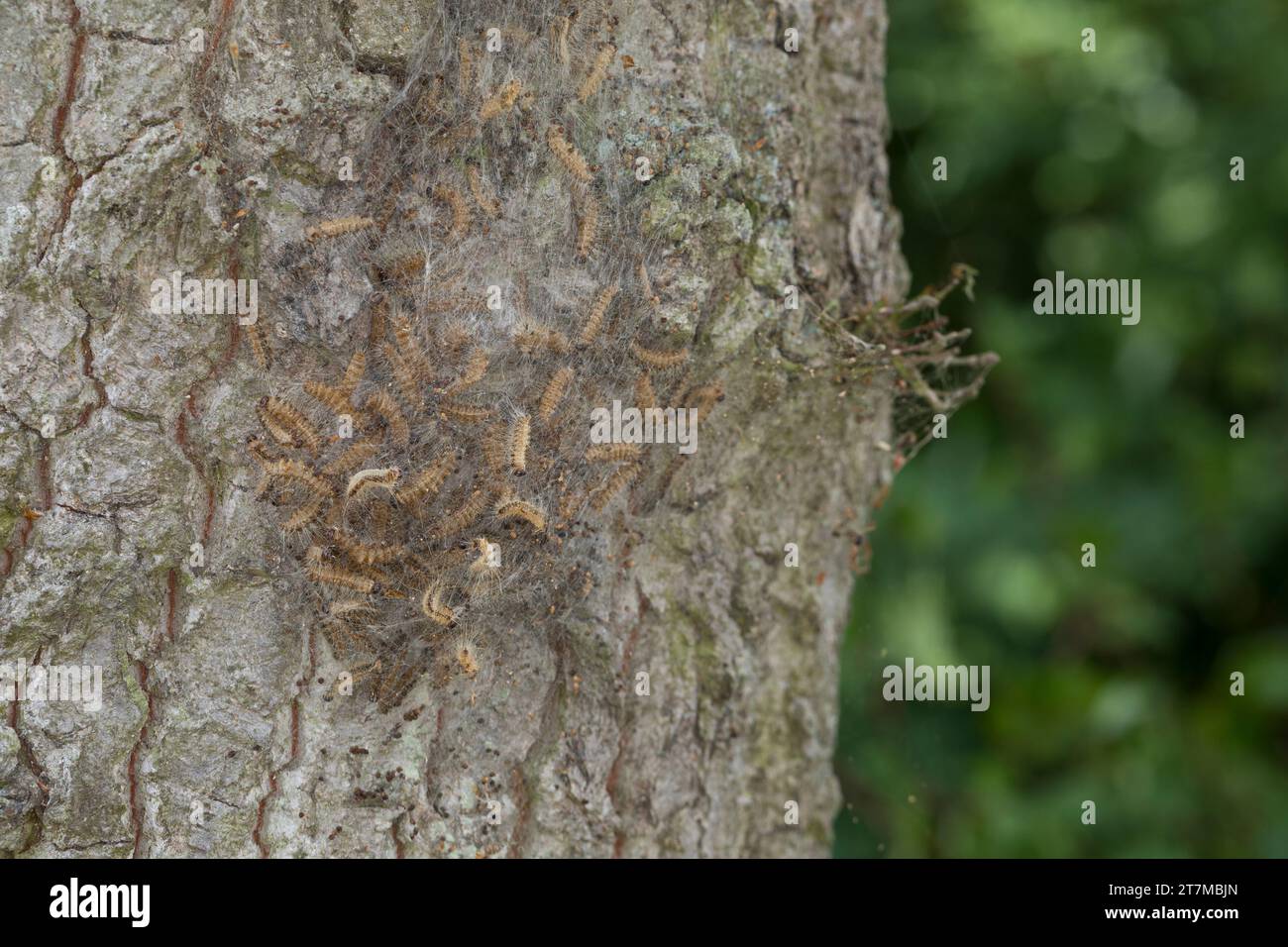 Eichen-Prozessionsspinner, Prozessionsspinner, Eichenprozessionsspinner