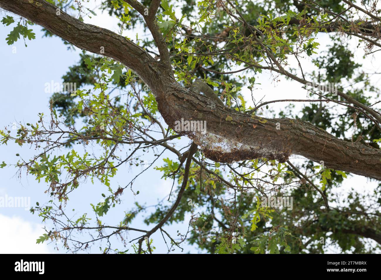 Eichen-Prozessionsspinner, Prozessionsspinner, Eichenprozessionsspinner