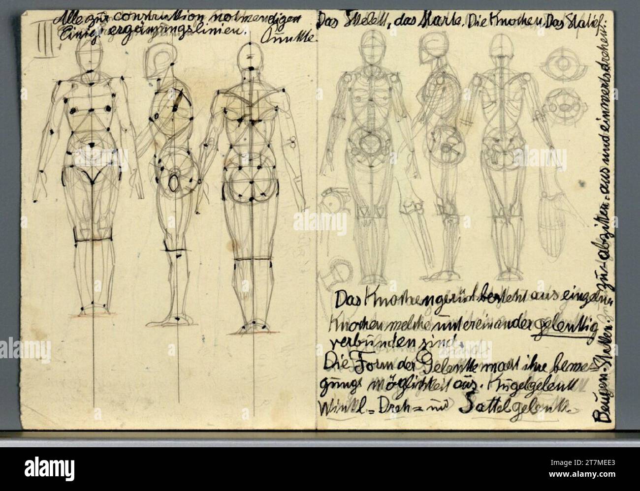 Alexander Rothaug Various anatomical studies. Pencil, ink, spring Stock ...