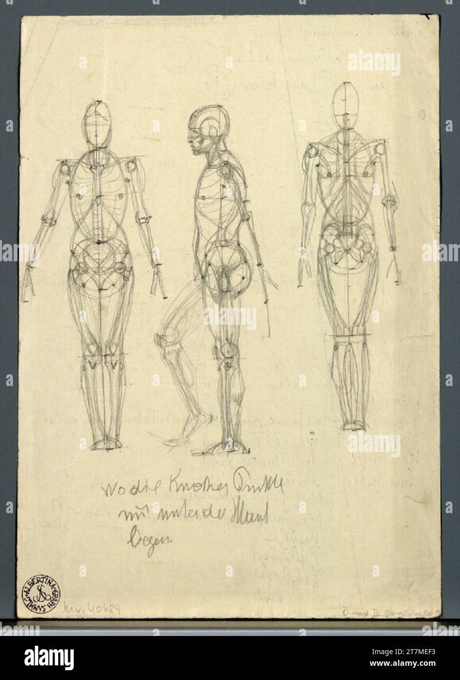 Different anatomical layout hi-res stock photography and images - Alamy