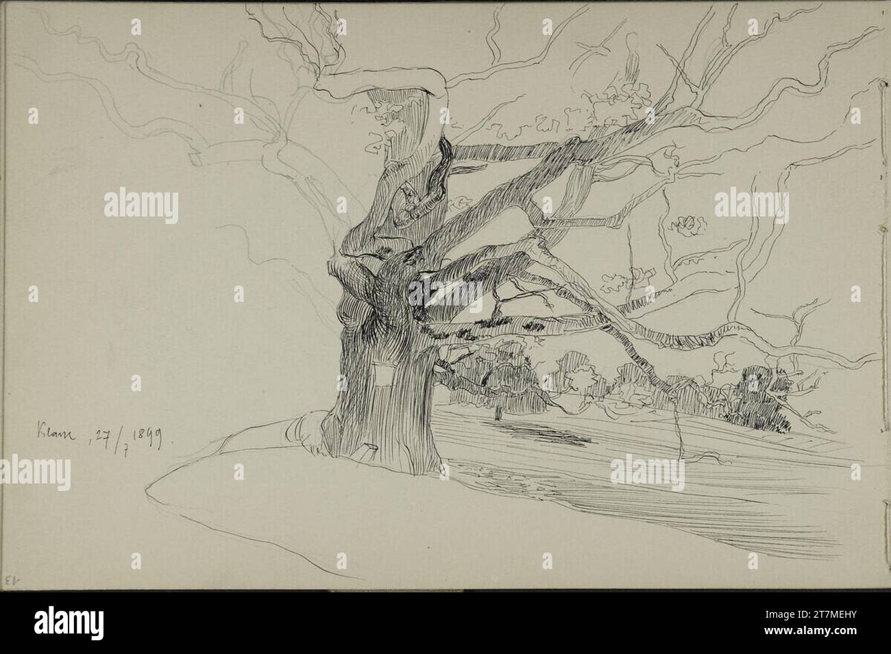 Leopold Bauer Study of an old tree on a lake shore (head -standing). Pencil; Feder in black 27. Juli 1899 , 1899-07-27 Stock Photo