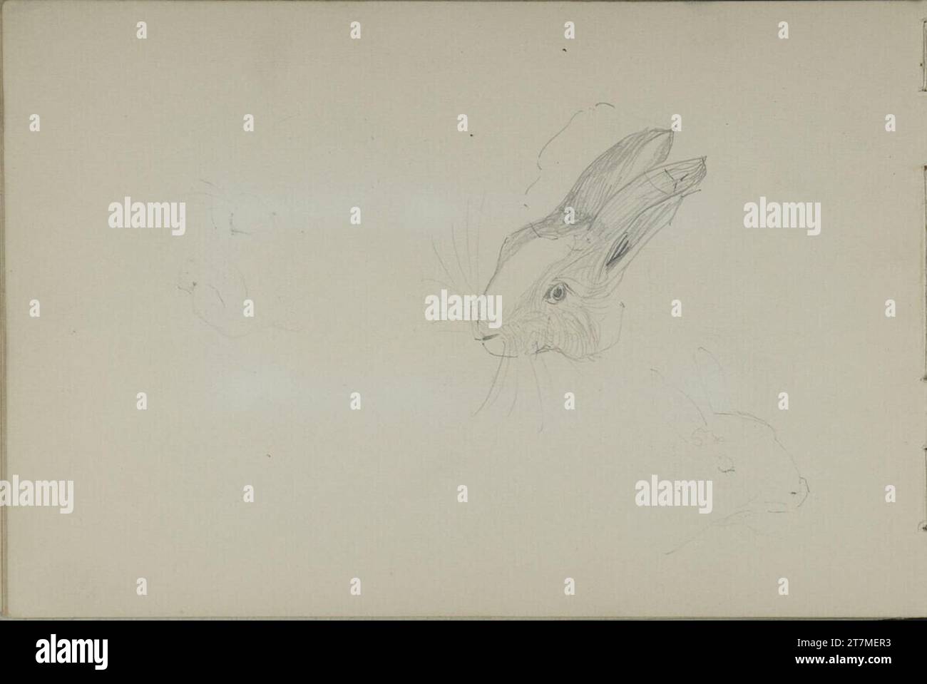 Leopold Bauer Sketch of a rabbit. Pencil 1900 , 1900 Stock Photo - Alamy
