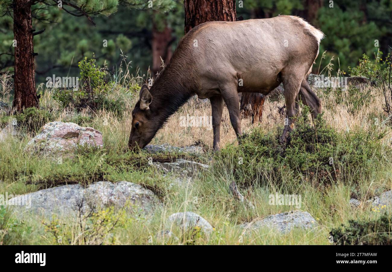 Cow Elk Grazing in Moraine Park in Rocky Mountain National Park in Colorado Stock Photo