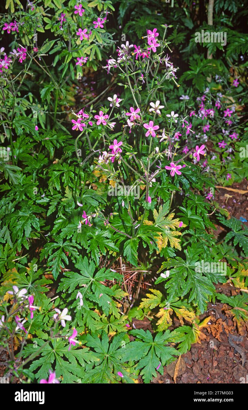 Pata de gallo (Geranium reuteri or Geranium canariense) is a perennial herb endemic to Canary Islands except Lanzarote and Fuerteventura. Stock Photo