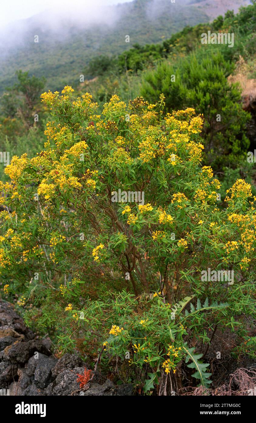 Granadillo (Hypericum canariense) is a shrub endemic to Macaronesia (Madeira and Canary Islands except Lanzarote and Fuerteventura). Stock Photo