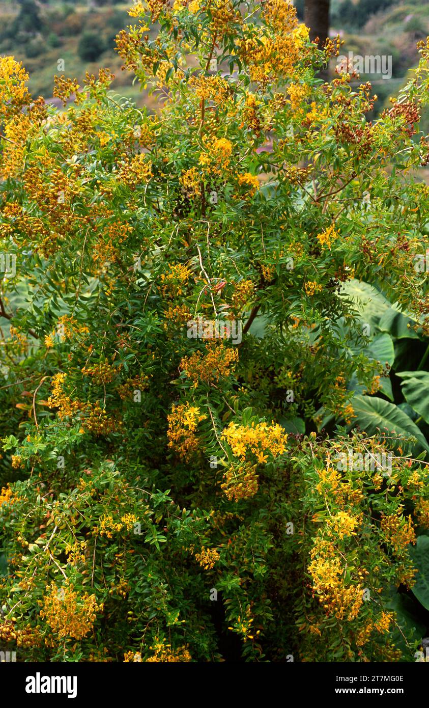 Granadillo (Hypericum canariense) is a shrub endemic to Macaronesia (Madeira and Canary Islands except Lanzarote and Fuerteventura). Stock Photo