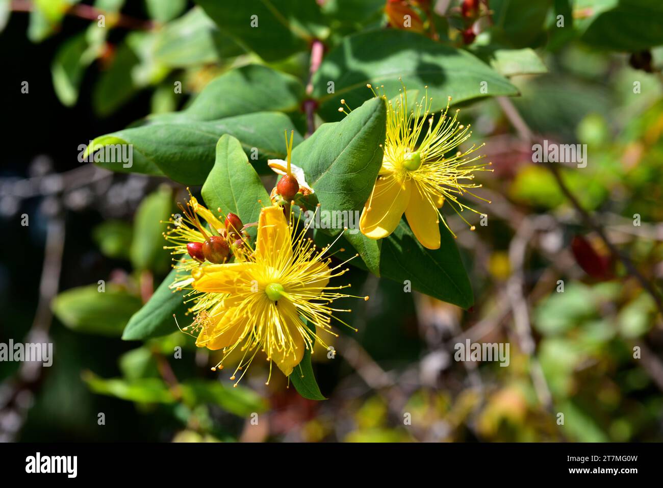 Malfurada (Hypericum grandifolium) is a shrub endemic to Canary Islands and Madeira. Stock Photo