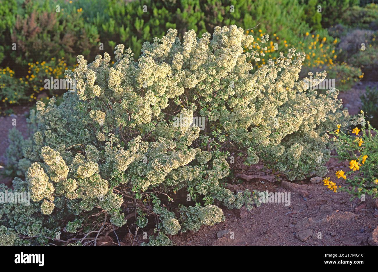 Poleo de pinar (Bystropogon origanifolius) is an aromatic shrub endemic to Canary Islands except Lanzarote and Fuerteventura. Stock Photo