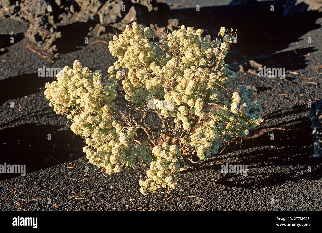 Poleo de pinar (Bystropogon origanifolius) is an aromatic shrub endemic to Canary Islands except Lanzarote and Fuerteventura. This photo was taken in Stock Photo